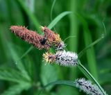 Carex acuta