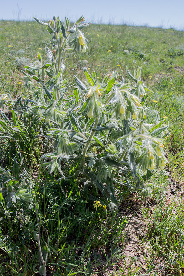 Image of Onosma microcarpa specimen.