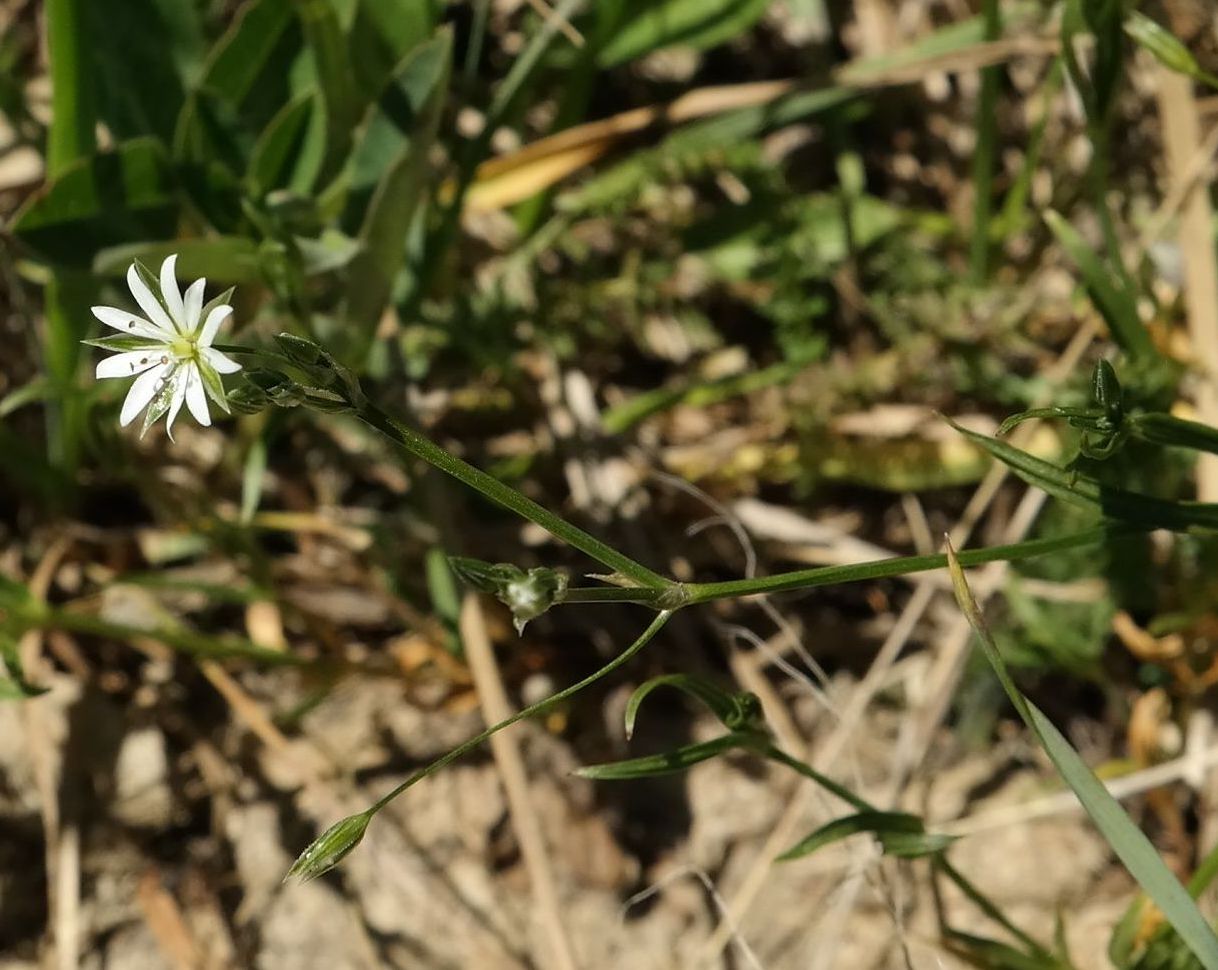 Изображение особи Stellaria graminea.