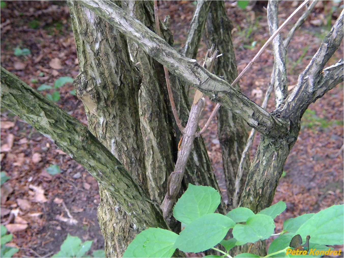 Image of genus Weigela specimen.