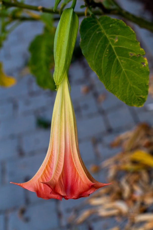 Изображение особи род Brugmansia.