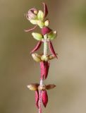 Galium verticillatum