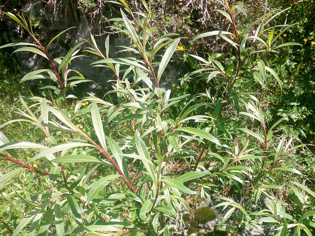 Image of genus Salix specimen.