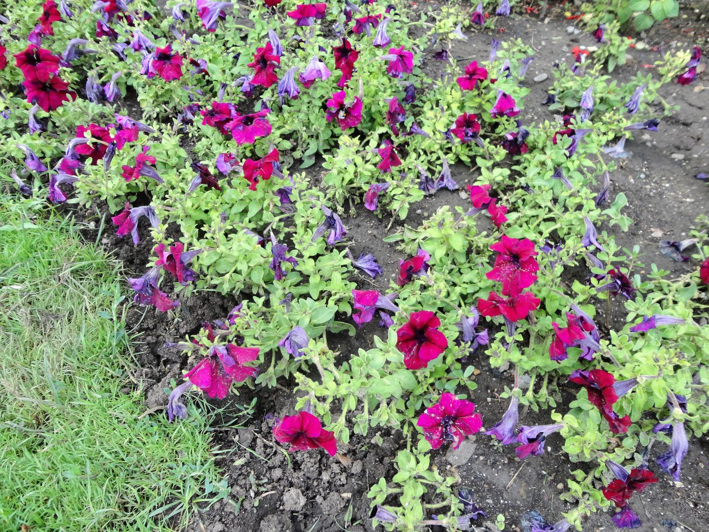 Изображение особи Petunia &times; atkinsiana.