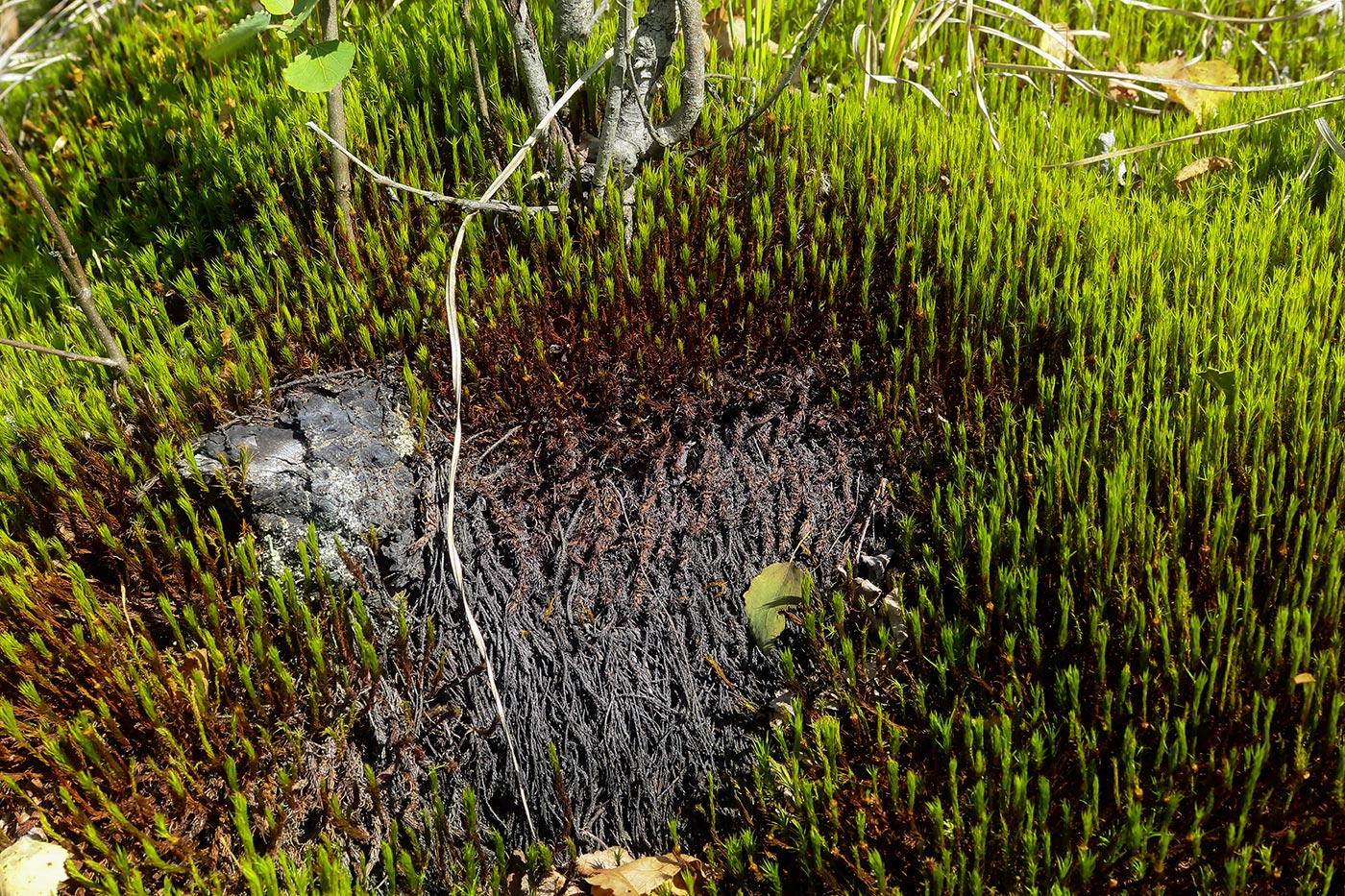 Изображение особи Polytrichum commune.