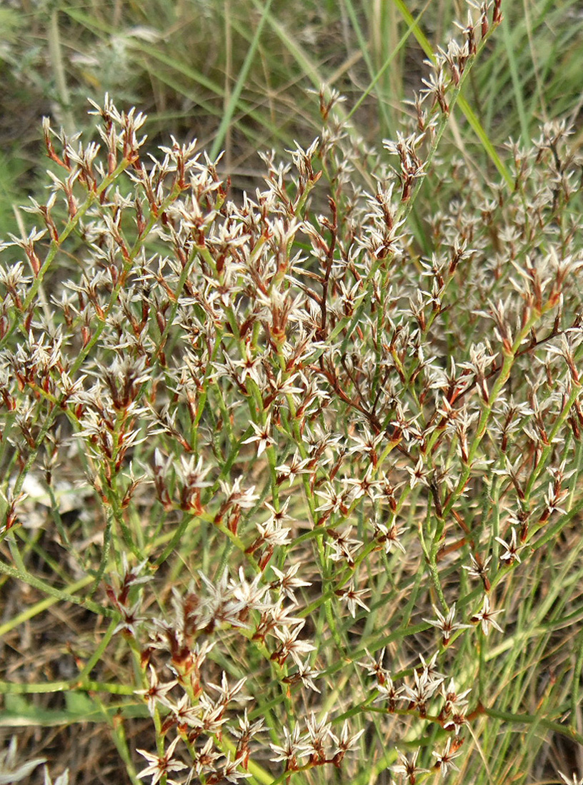 Image of Goniolimon graminifolium specimen.