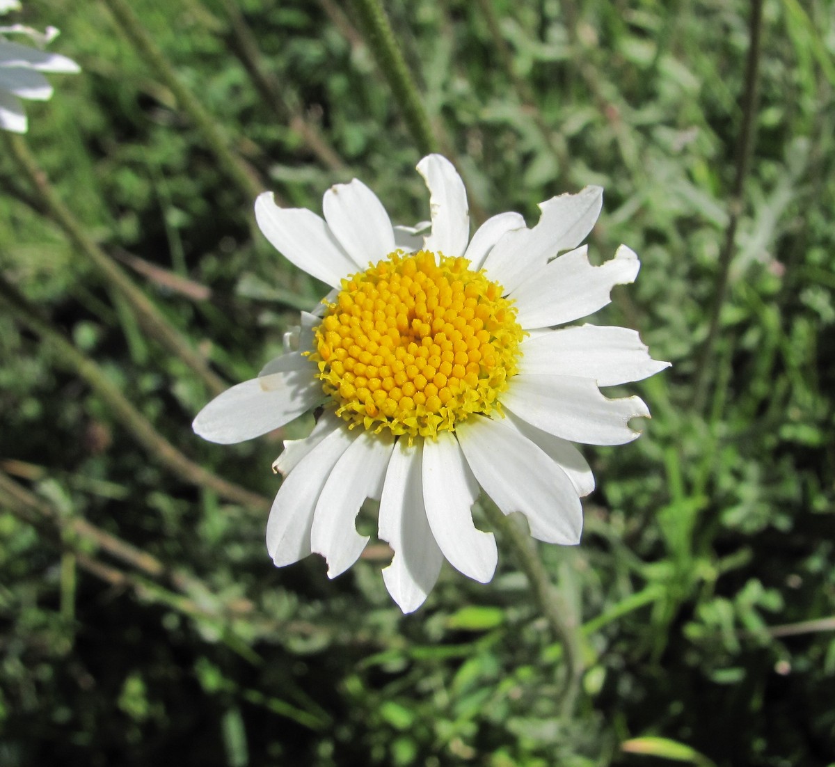 Изображение особи Anthemis saportana.