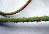 Image of taxon representative. Author is Игорь Стяжкин