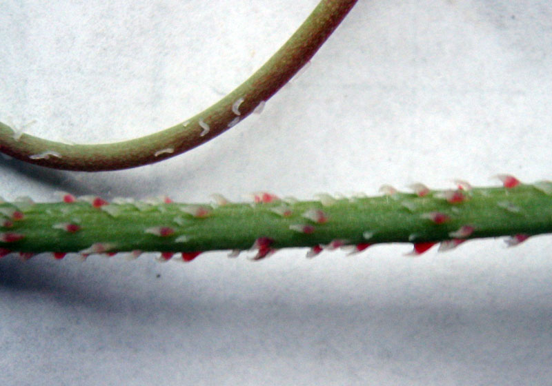 Image of Glaucium squamigerum specimen.