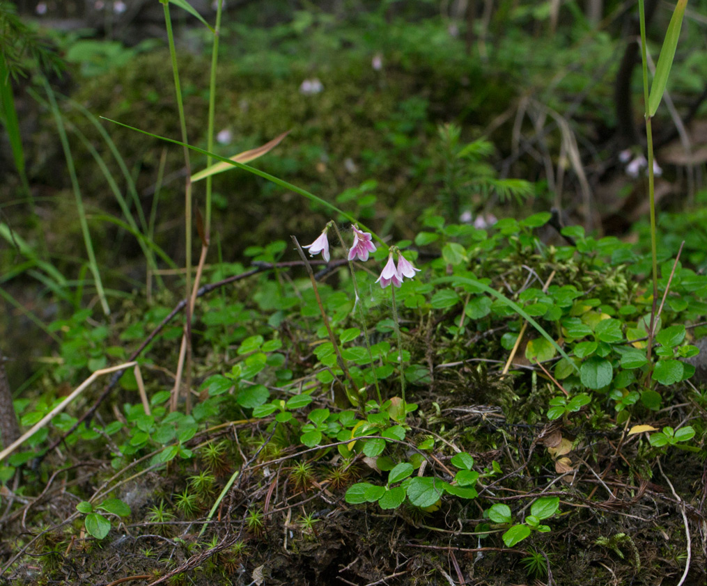 Image of Linnaea borealis specimen.