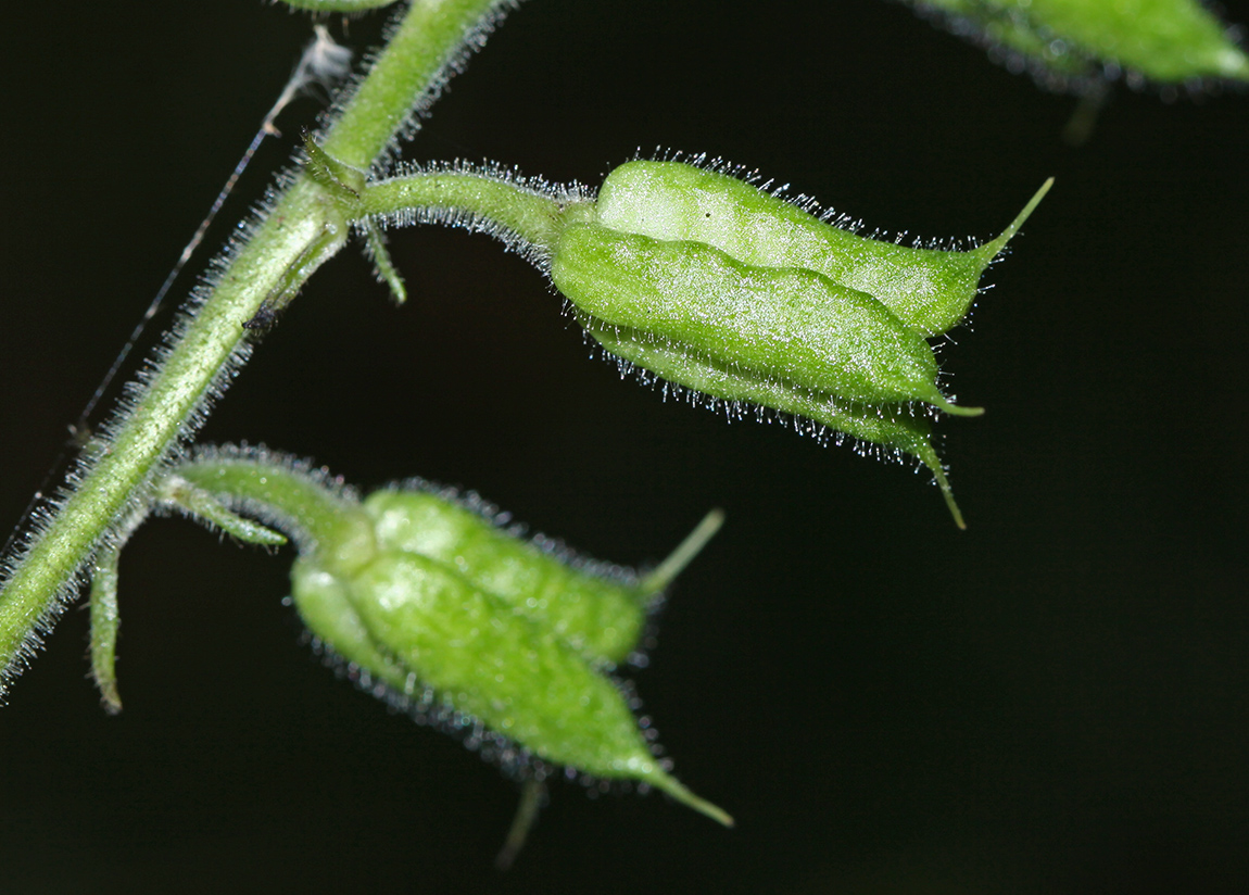 Image of Aconitum alboviolaceum specimen.