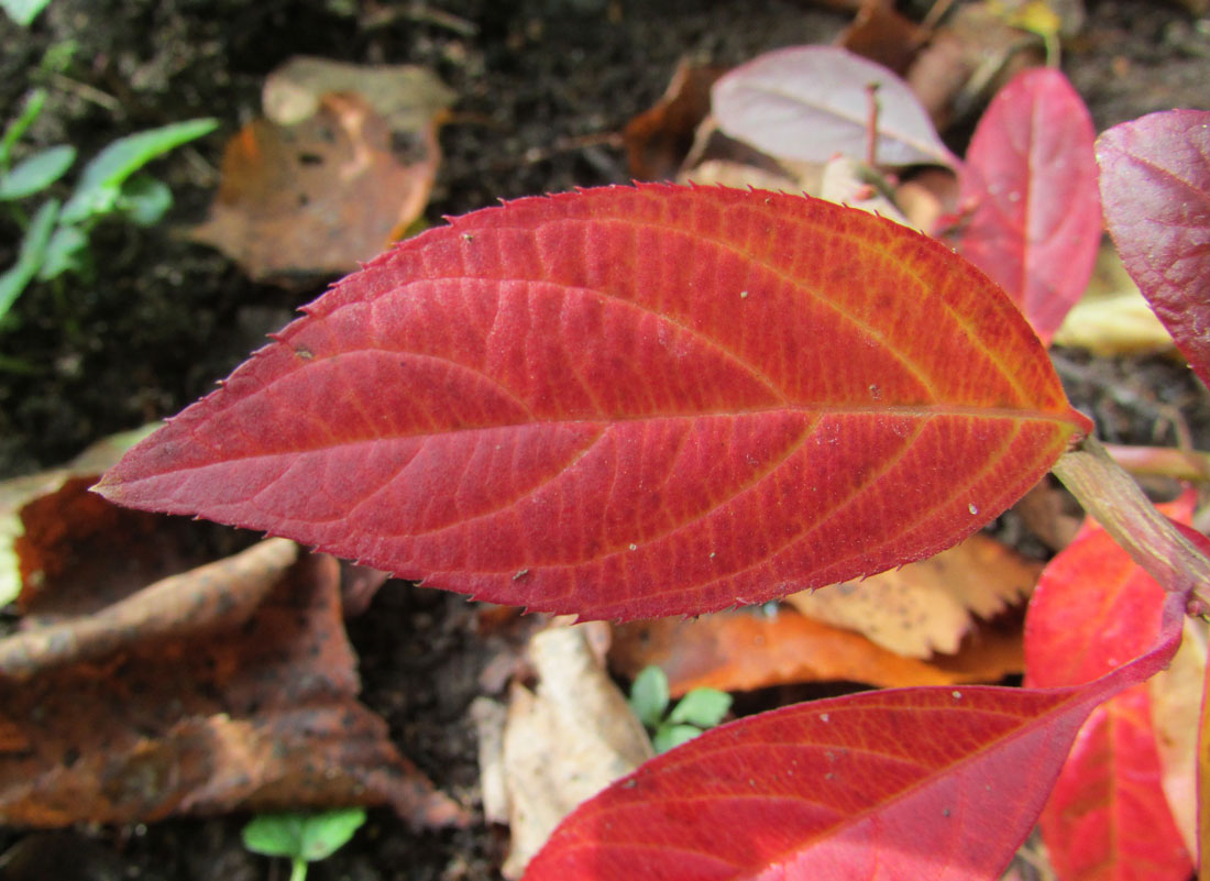 Image of Cyrilla racemiflora specimen.