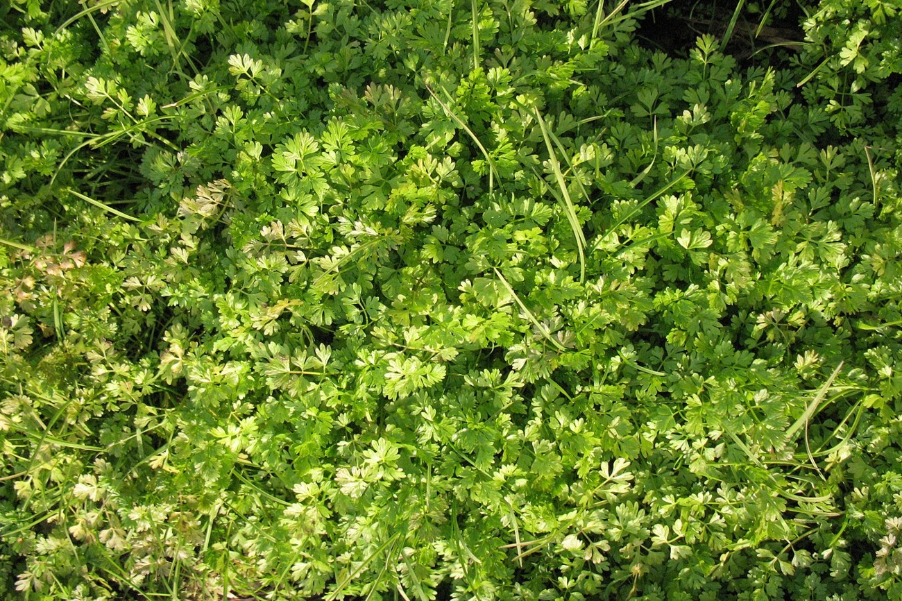 Image of Oenanthe aquatica specimen.