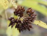 Physocarpus opulifolius