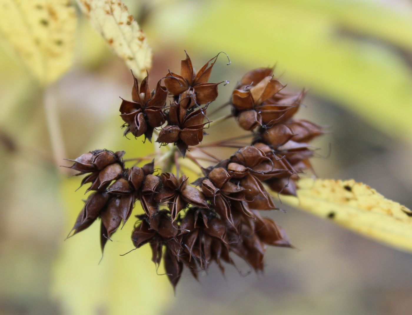 Image of Physocarpus opulifolius specimen.