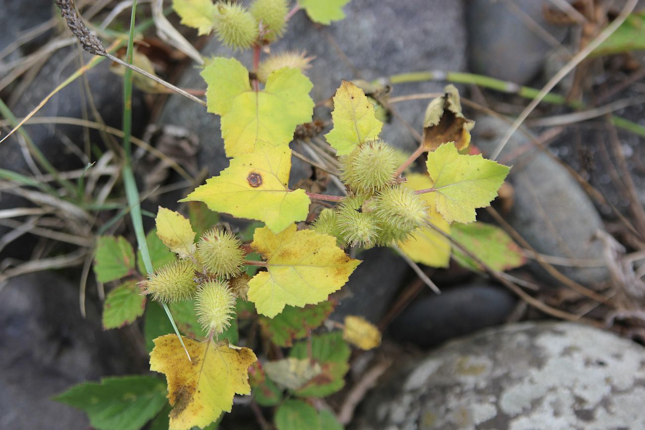 Изображение особи Xanthium orientale.