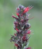 Echium russicum. Верхушка соцветия с кормящейся бронзовкой окаймлёной (Oxythyrea cinctella). Грузия, край Самцхе-Джавахети, Ахалцихский муниципалитет, монастырь Сапара, луг. 28.05.2018.