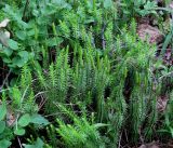 Lycopodium annotinum