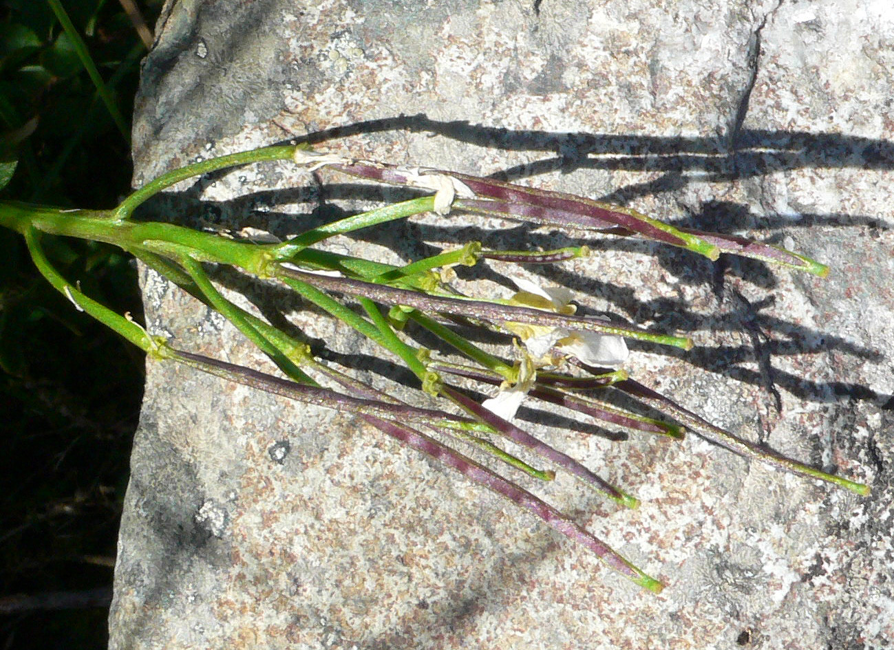 Image of Cardamine blaisdellii specimen.