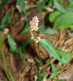 род Persicaria. Верхушка побега с соцветием. Московская обл., Раменский р-н, пос. Ильинский, на заросшей куче песка. 30.09.2018.