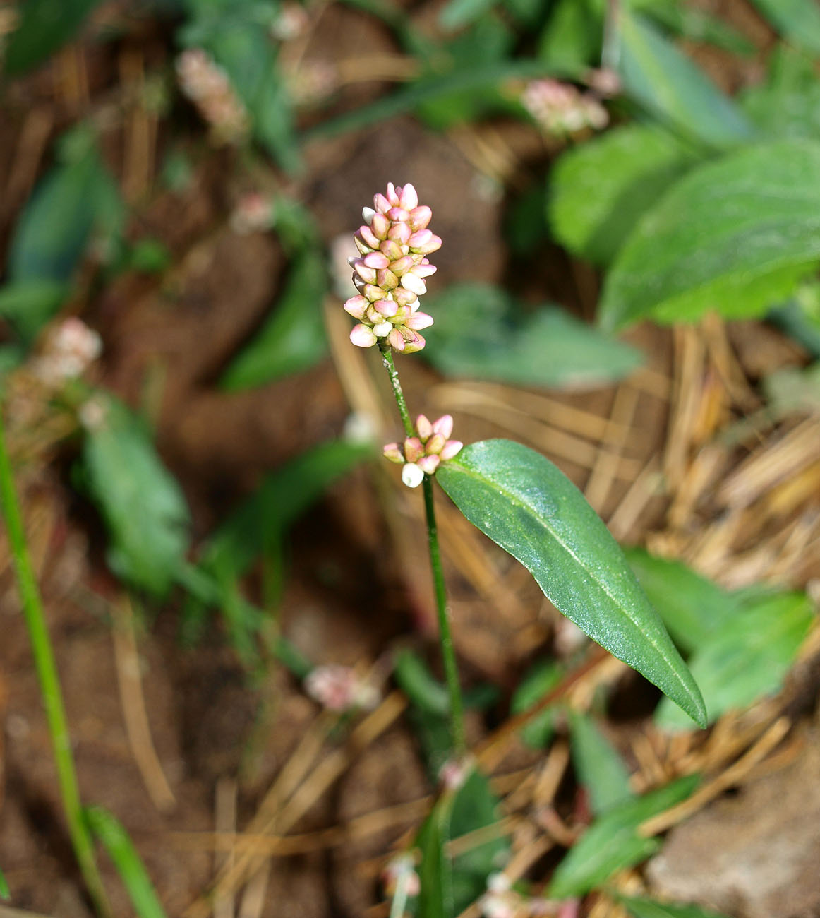 Изображение особи род Persicaria.