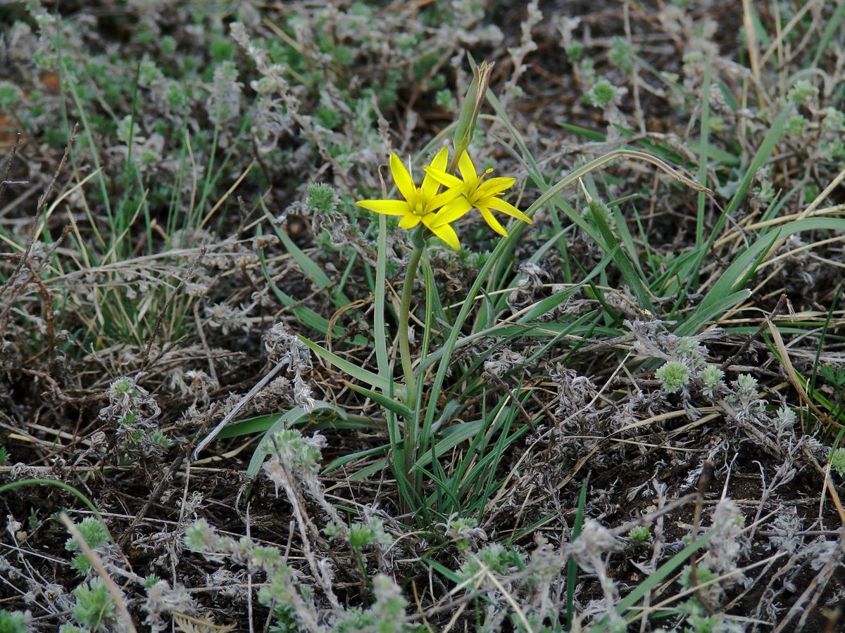 Image of Gagea pauciflora specimen.