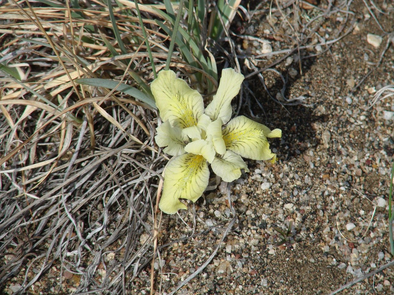 Image of Iris potaninii specimen.