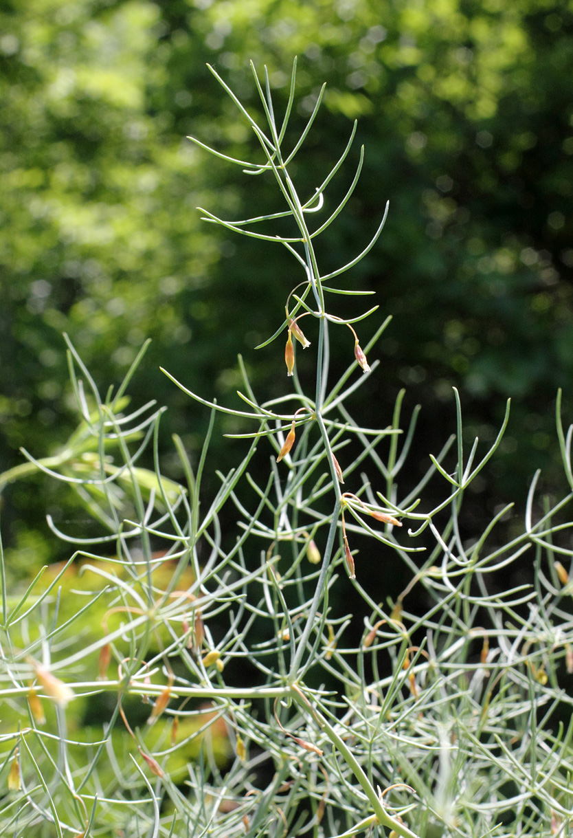 Изображение особи Asparagus ferganensis.