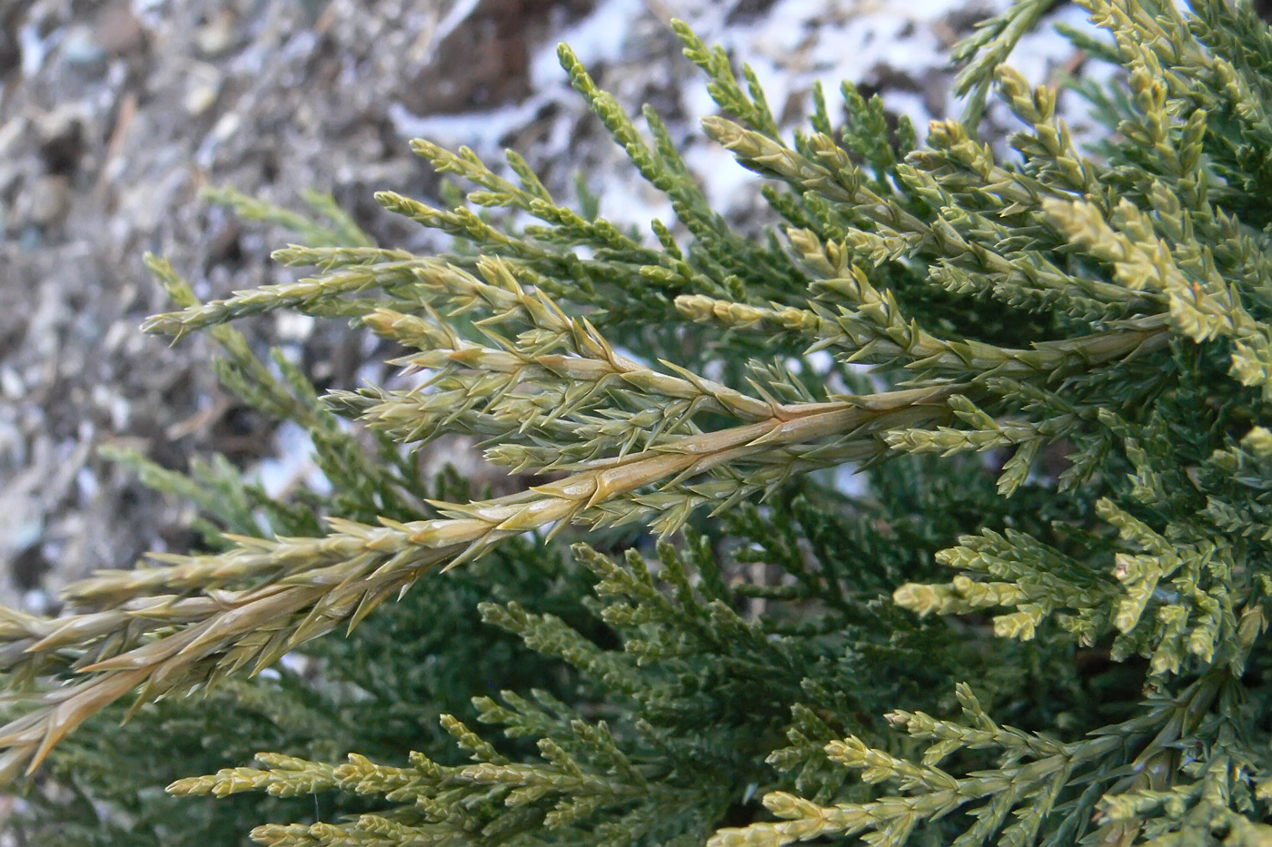 Image of Juniperus sabina specimen.