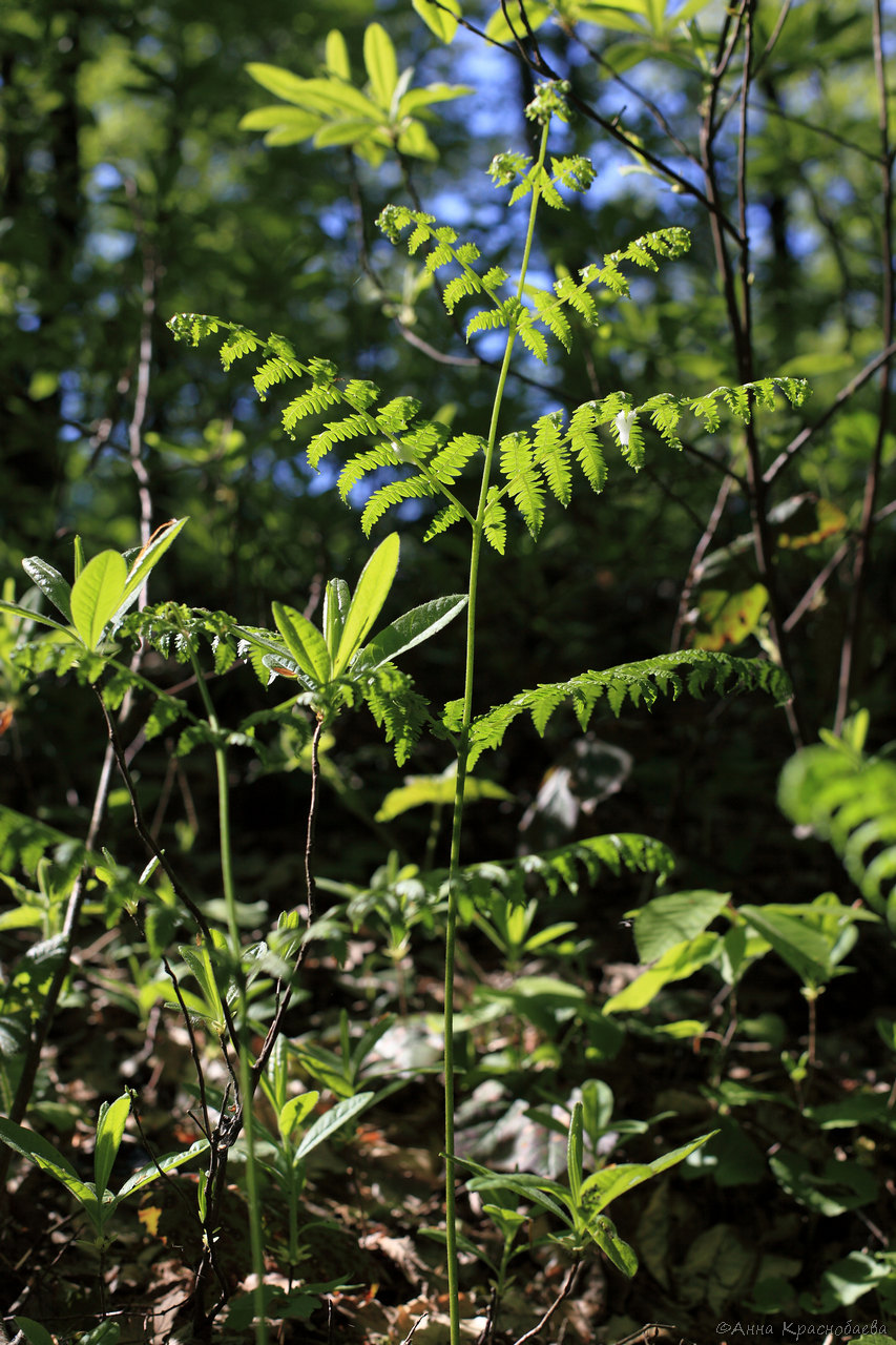 Image of Pteridium aquilinum specimen.