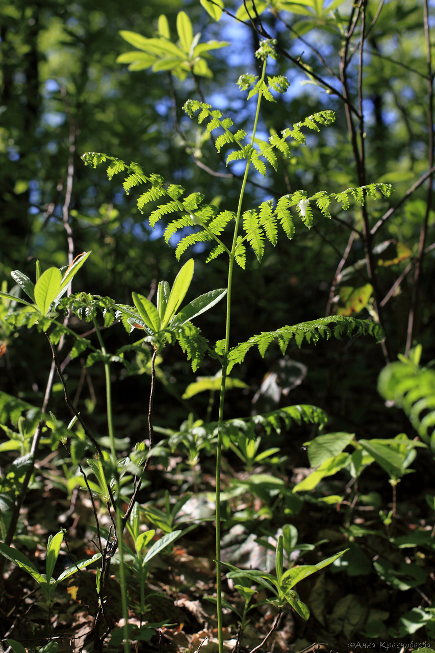 Изображение особи Pteridium aquilinum.