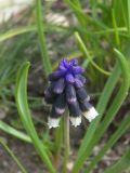 Muscari discolor