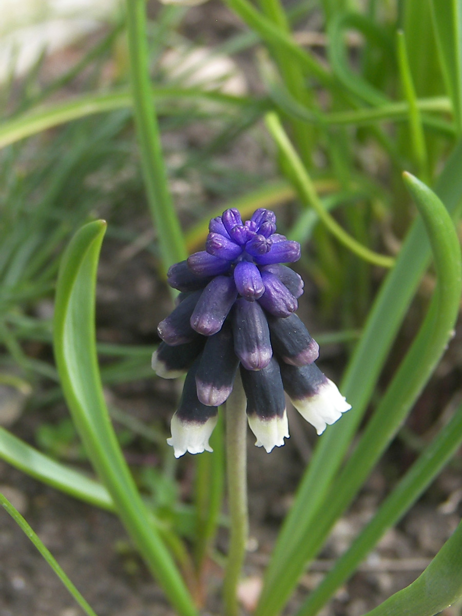 Изображение особи Muscari discolor.