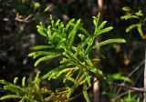 Dacrydium beccarii. Верхушка ветви. Малайзия, штат Саравак, национальный парк Бако; о-в Калимантан, песчаниковое плато, ≈ 100 м н.у.м., редкостойный пустошный лес \"паданг\". 09.05.2017.