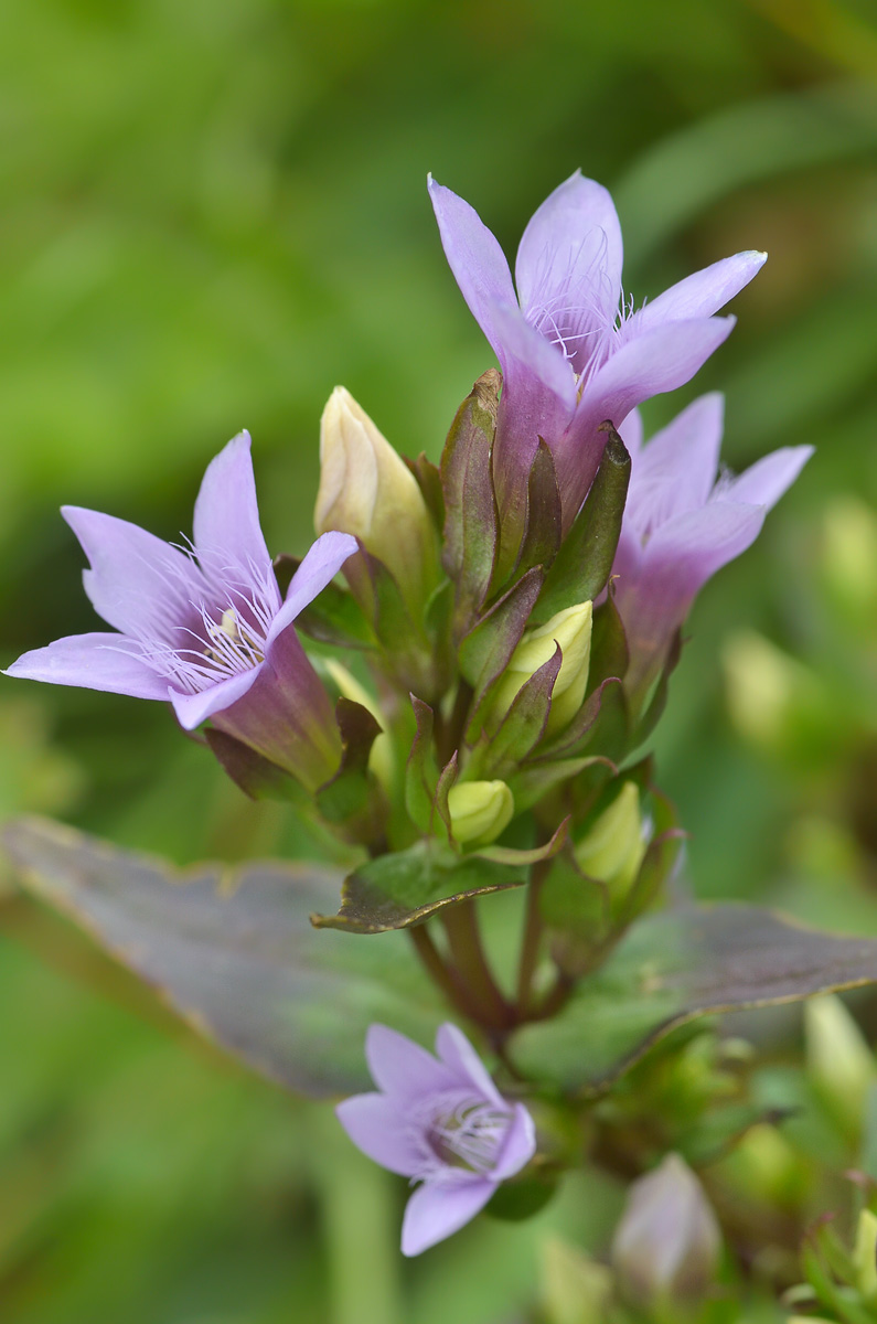 Image of Gentianella biebersteinii specimen.