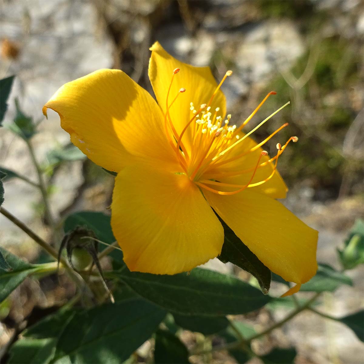 Изображение особи Mentzelia hispida.