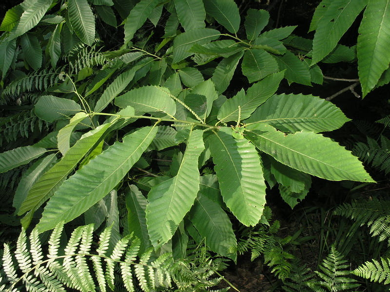 Image of Castanea sativa specimen.