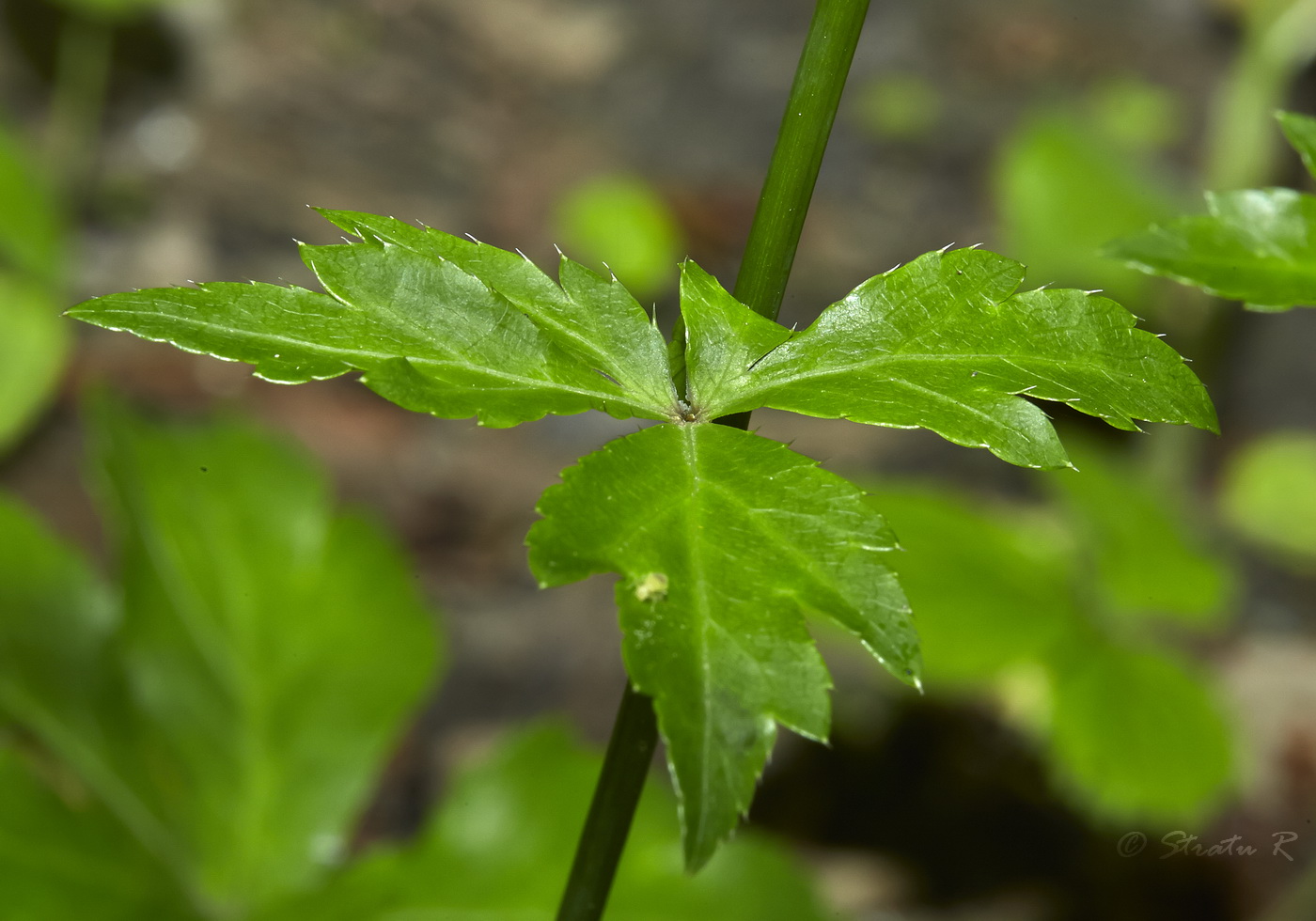 Image of Sanicula europaea specimen.