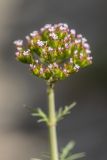 Centranthus calcitrapae. Соцветие. Испания, Каталония, провинция Жирона, комарка Альт-Эмпорда, муниципалитет Кадакес, мыс Креус, каменная кладка. 01.04.2019.