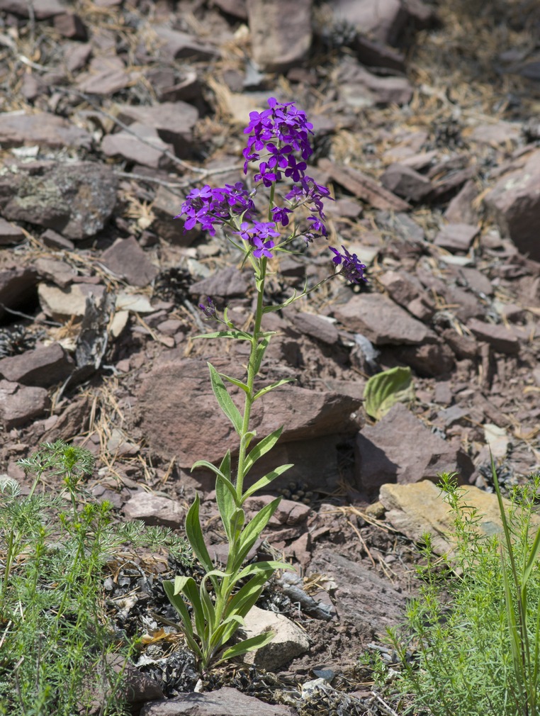 Изображение особи род Hesperis.