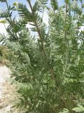 Achillea filipendulina