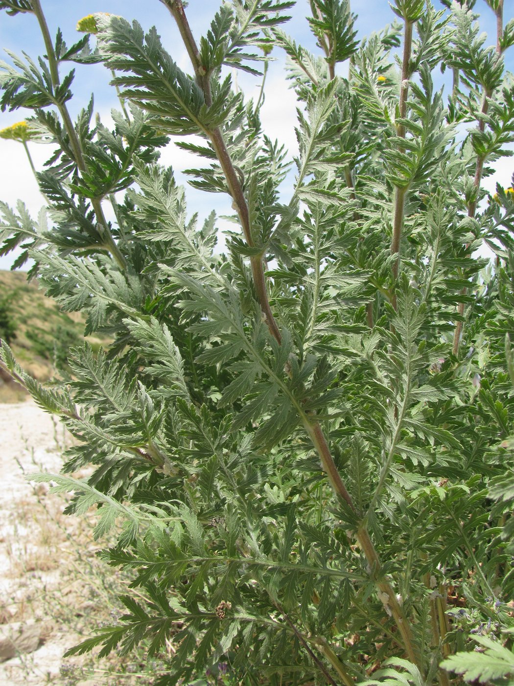 Изображение особи Achillea filipendulina.