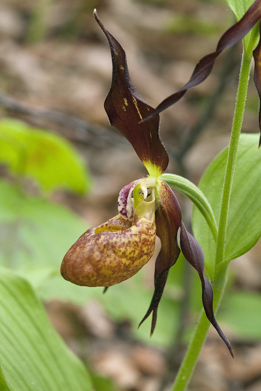 Изображение особи Cypripedium &times; microsaccos.