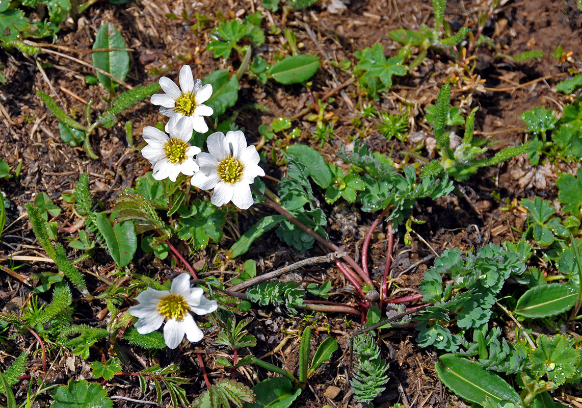 Изображение особи Callianthemum sajanense.