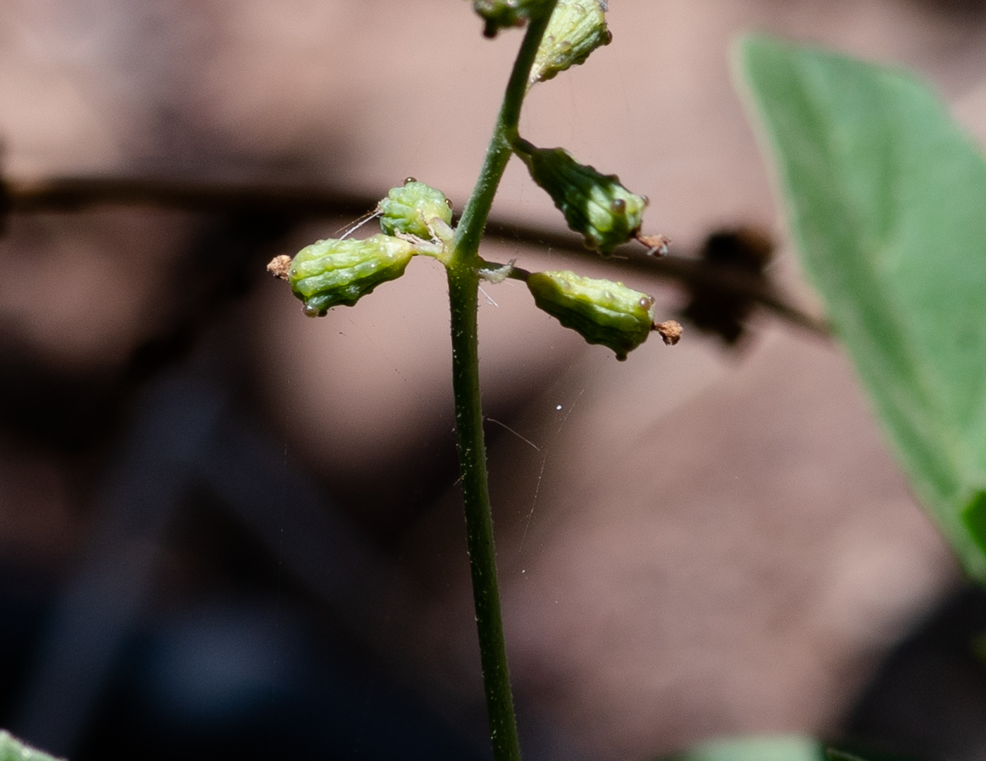 Image of Commicarpus helenae specimen.