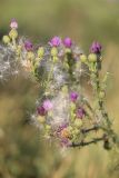 Cirsium glaberrimum