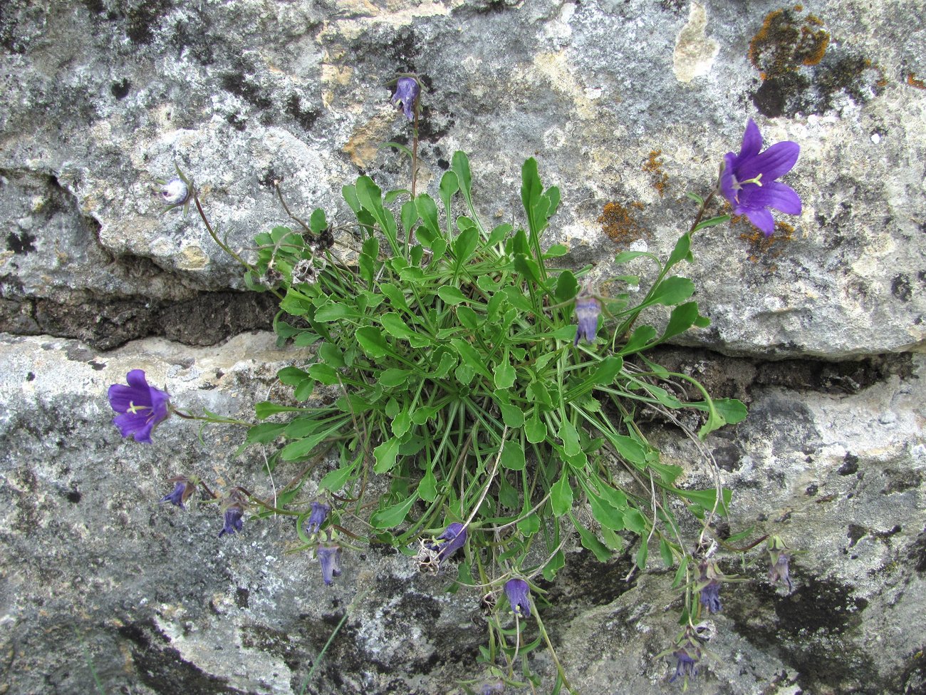 Изображение особи Campanula argunensis.