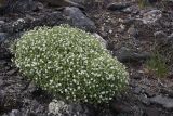 Stellaria dichotoma