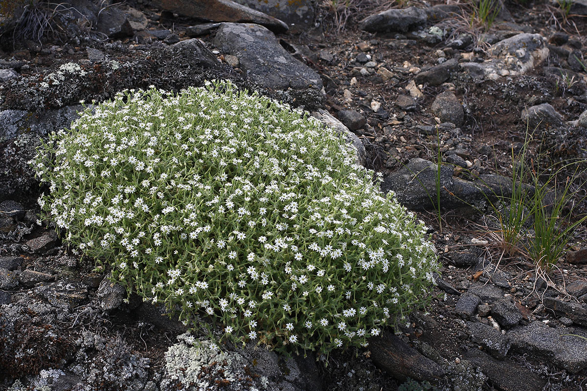 Image of Stellaria dichotoma specimen.