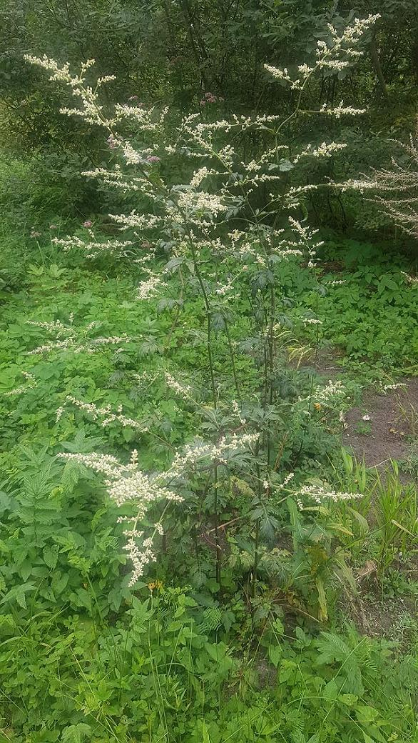 Image of Artemisia lactiflora specimen.